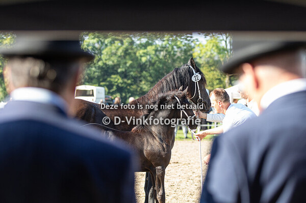 Rubriek 2 merrieveulens