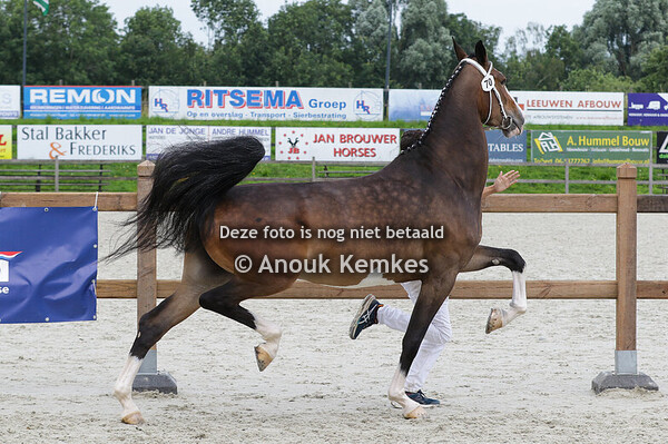 070 - PEBORA ICELLIE X PATIJN J.J. DE BOER EN M.C.R. BOER, MANTINGE