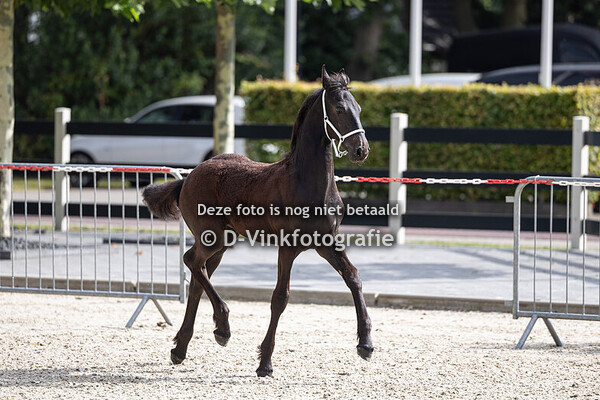 19. Douwe fan Stal Franke