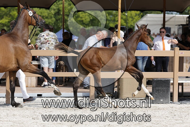 Thunderstruck DN v. Night Life VDL