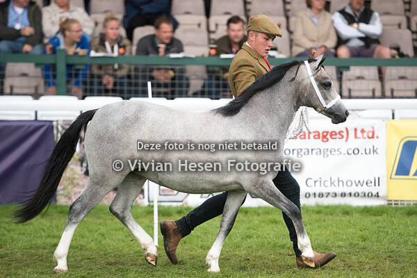 Yearling Fillies Section A