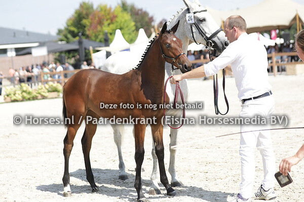 26 Tarente van Rayland (Lambada Shake x Elba v. Warrant)