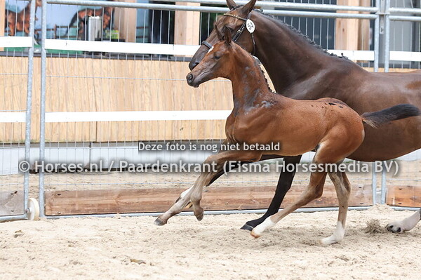 54 Viva la Vie TK (Ruzgar VII x Coco Chanel v. Connor)