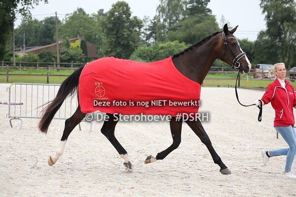 b. 11 vrouwelijke 3j dressuur