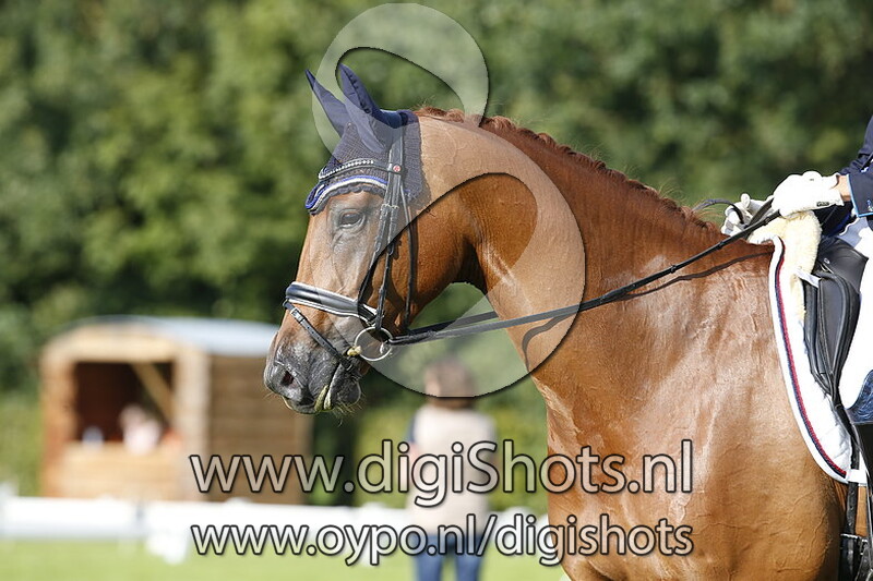 M1 paarden dressuur Ring 9