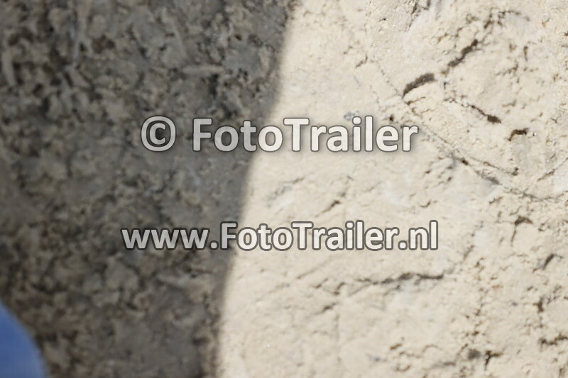 annelies vorsselmans