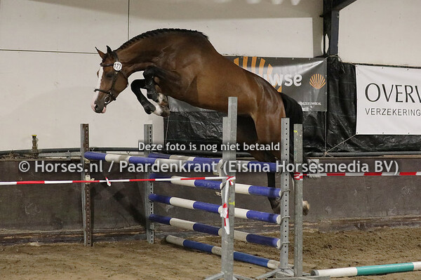 177 Lotus (Caretino Gold x Alexania vd Beeksehoeve v. Lupicor) (1)