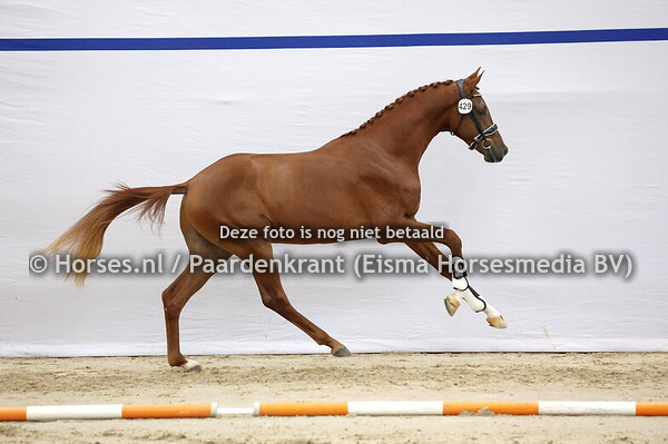 429 (Le Formidable x Franklin)