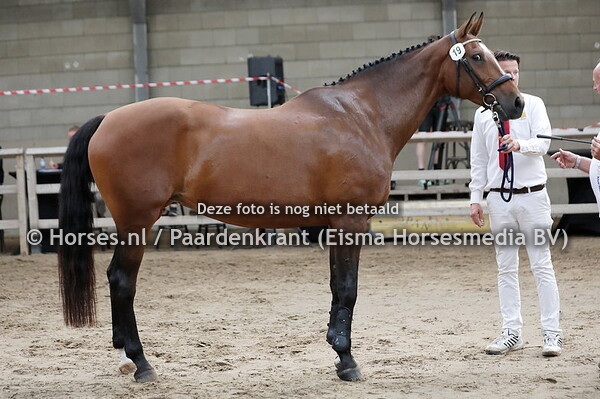 19  Hickory MBF (Quaimodo van de Molendreef x Rethra v. Silvio II)