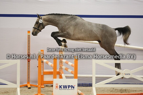 152 Zirocco Blue VDL x Cardento)