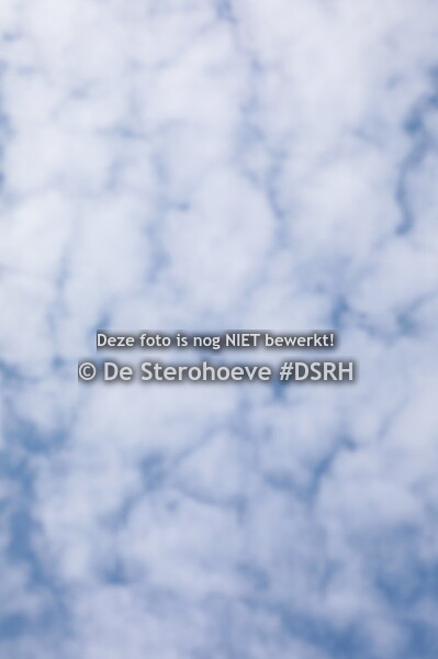 vrouwelijke jaarlingen dressuur