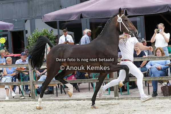 062 - ROLINDE KANE BFT X MANNO J. BLOEMERT, STAPHORST