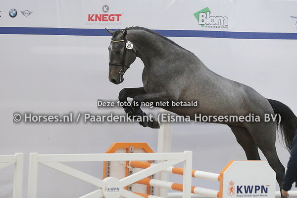 164 Carrico vd Dassenheide (Caribis x Une Passion v. Quaprice)