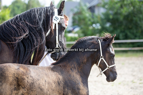 18. Olke la Posthoorn