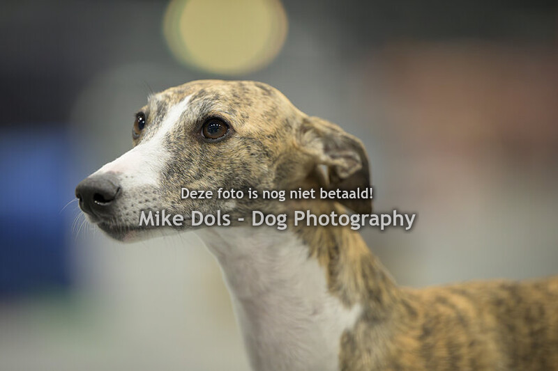 Dogshow Maastricht - Zondag