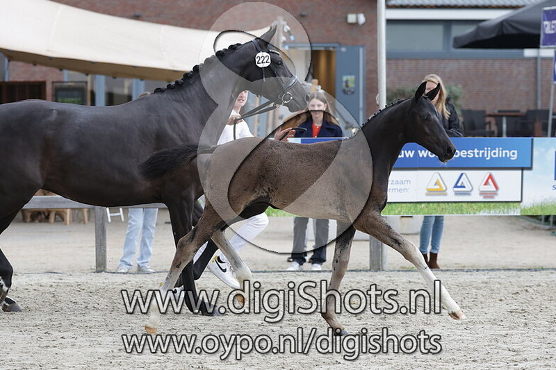 Van Girts v. Sarai L