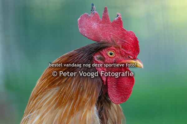 2019 VerkadeKlimaat Oranjeloop (14 jun.)