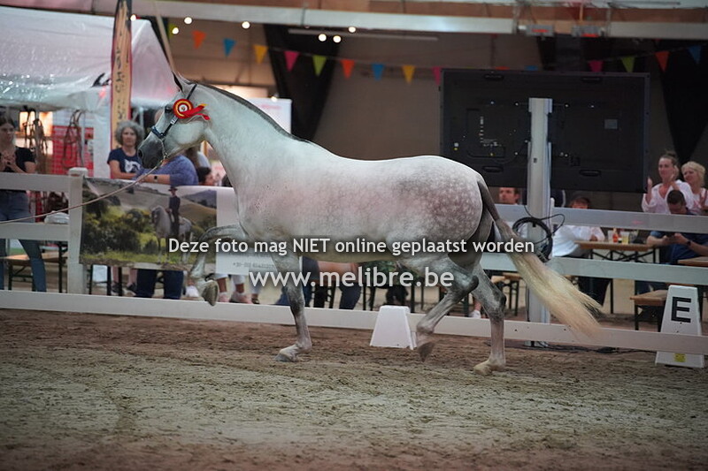 Seccion 11 - yeguas de 7 o mas anos