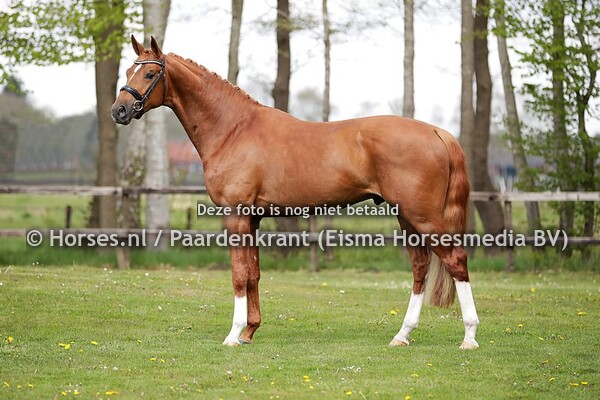 06-05-2021 standfoto Dressuur-Gelderse KWPN VO