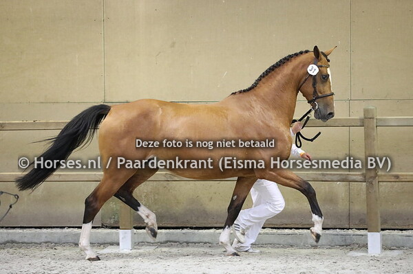 31 Easy Reina v Numero Uno