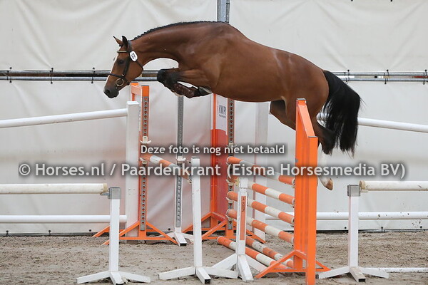 67 Lybaloma (Casallo x Rebecca v. Calvados)