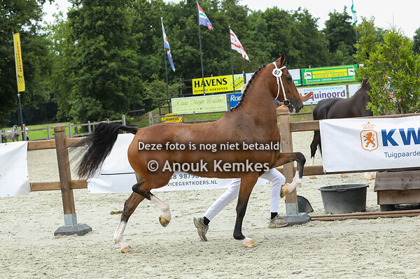 67 - Ruwalda BP ( Hertog Jan x Delviro HBC )