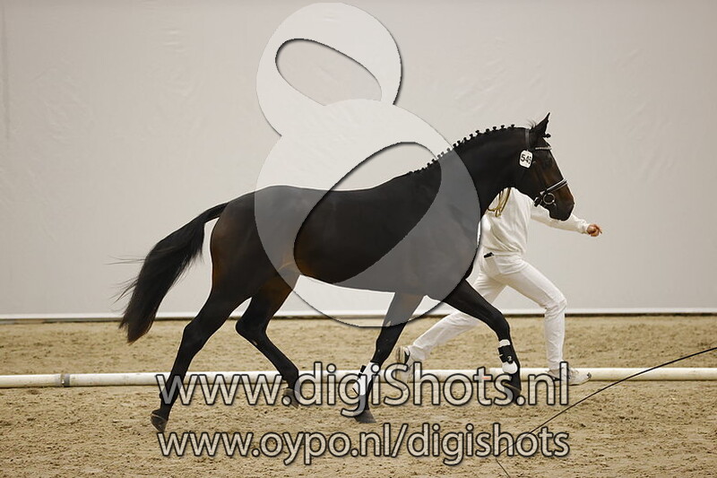 Native Rubin v. Rubin Royal