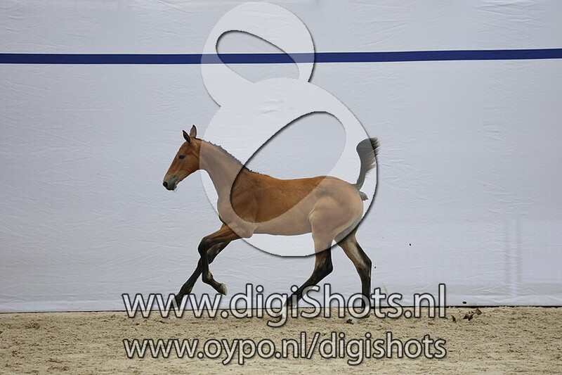 Vogue v. Glasgow W vh Merelsnest