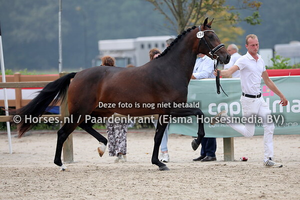 134 La Lakarla (Franklin x Hakarla v. Chagall D&R)