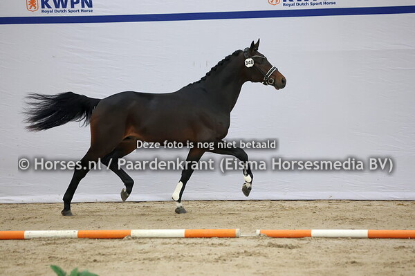 348 (Extra Gold x Glock's Toto jr)