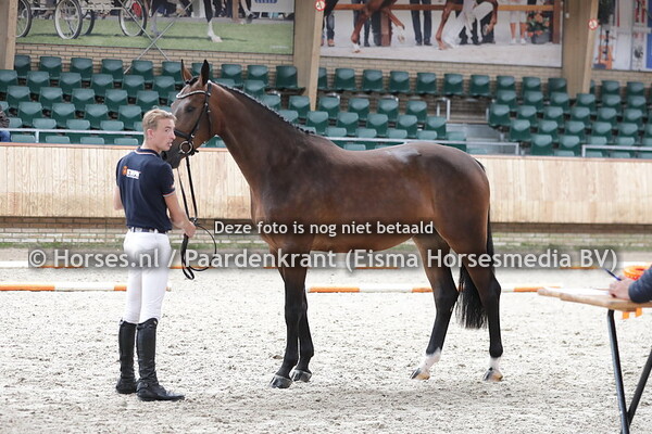 3 Nikianca (Comme il Faut x Kianca v. Numero Uno)