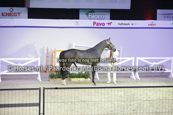 116 Never TR (Hermantico x Fletto v. Cardento).JPG