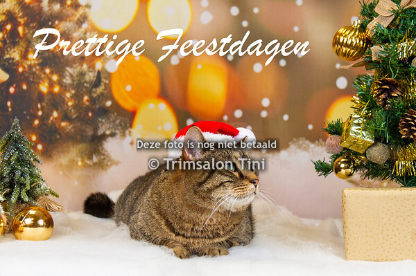 Kerst Fotoshoot 2024