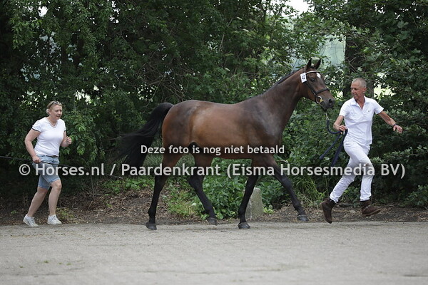 42 Nozem (Verdi x Vriijbuiter v. Cavalier)