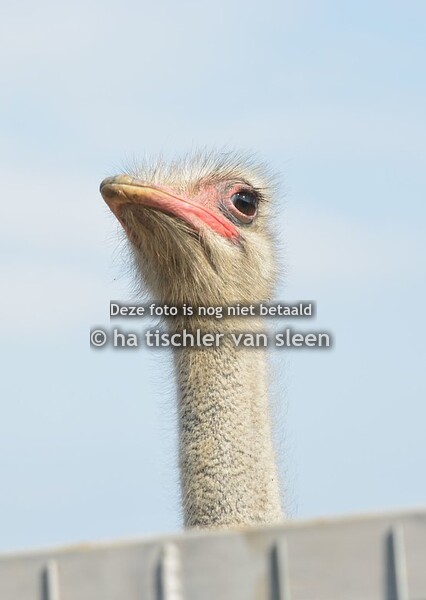 STRUISVOGEL