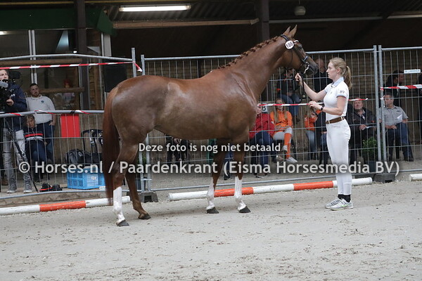 186 Loveley Grootehout (Dream Boy x Endy v. Zjengis)