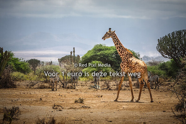 Africa Classic Tanzania 2017