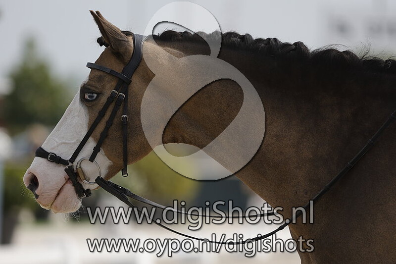 Schierensees Midnight Blue