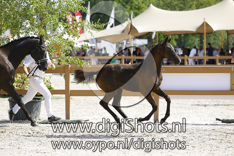 Tilana v. Nashville Star