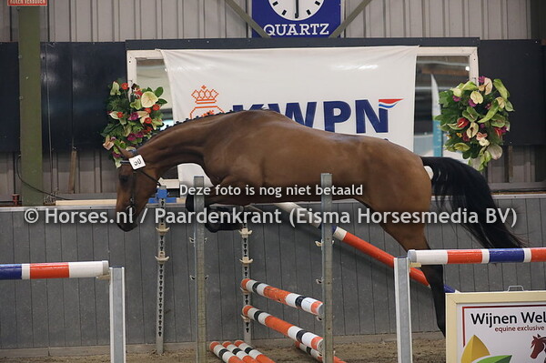 50 Liebeling D (Baltic VDL x Zyona v. Emilion)