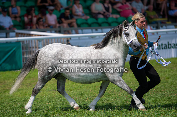 Section A Senior Broodmares