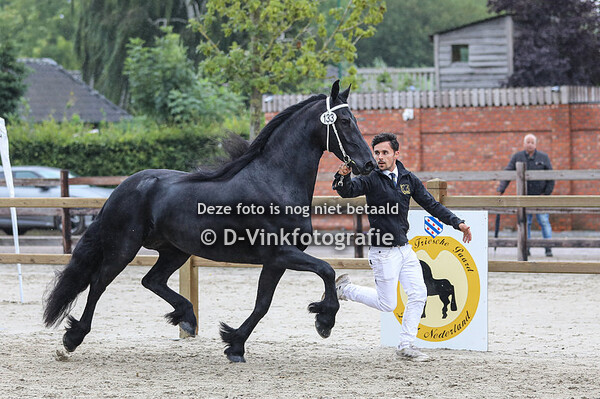 Rubriek 8 premiekeuring van 4 tot 6 jarige stermerries