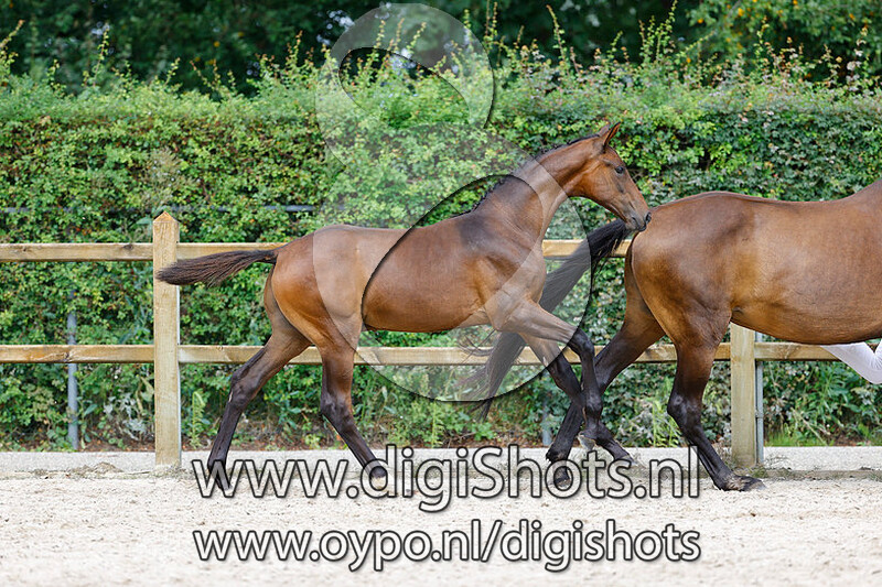 Ruisseau SW v. Ferguson