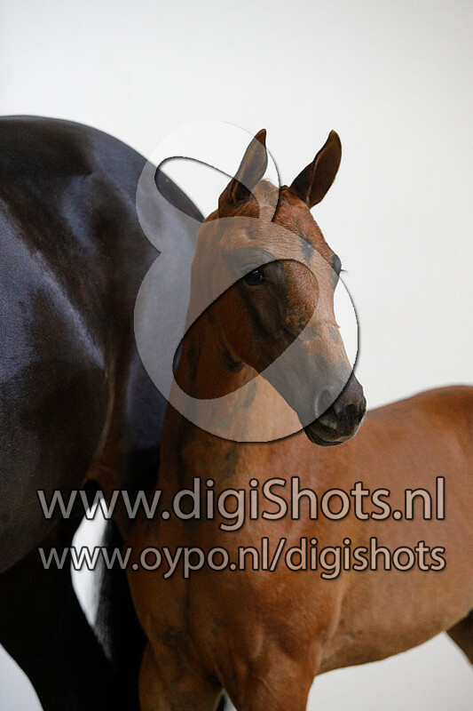 Odonna Utopia v. Secret