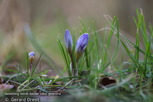 Dierentuin en natuur fotografie