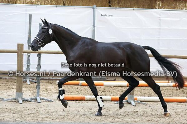 41 Sterre van de Oude Pomp (Nick Wimphof x Victoria v. Haarlem)