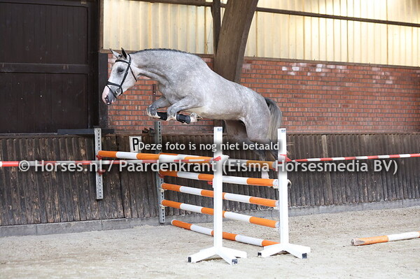 1 Silver Lady (El Salavador x Destiny v. Berlin) (