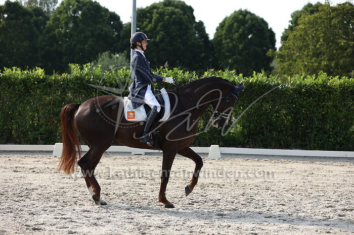 Thalia Rockx - Golden Dancer de la Fazenda