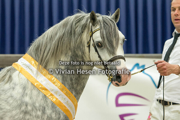 Centrale Hengstenkeuring Zaterdag