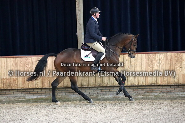 1 No Nonsens (Arezzo VDL x Ersina v. Indoctro)